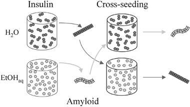 The schematic summary of the insulin cross-seeding experiments shows how a “foreign” template is overriding a thermodynamically preferred (under particular cosolvent conditions) aggregation pathway and reproduces its own morphology.