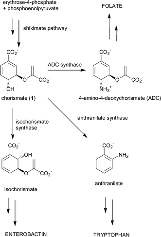 Chorismate-utilising enzymes.