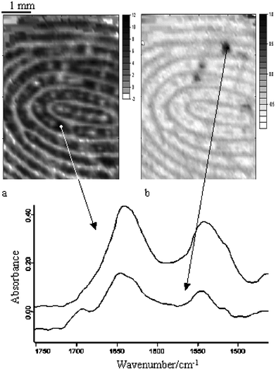 FTIR image of the finger surface. The image on the left (a) represents the protein distribution while the image on the right (b) represents the caffeine distribution. The spectra below the images are extracted from the specific locations of the image which are indicated by the arrows.