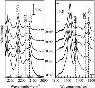 Dynamic changes in the IR spectra as a function of time in a flow of NO + O2 on Ag/Al2O3 at 623 K. Before measurement, the catalyst was pre-exposed to a flow of NO + n-hexane + O2 for 120 min at 623 K. Reprinted from Appl. Catal., B, 30, K. Shimizu, J. Shibata, H. Yoshida and T. Hattori, Silver–alumina catalysts for selective reduction of NO by higher hydrocarbons: structure of active sites and reaction mechanism, pp. 151–162, © 2001, with permission from Elsevier.49