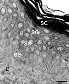 High-resolution light microscopy view of a portion of normal human skin showing epidermis and dermis (D). SC, S. corneum; SG, S. granulosum; SS, S. spinosum; SB, S. basale. Scale bar = 30 µM.