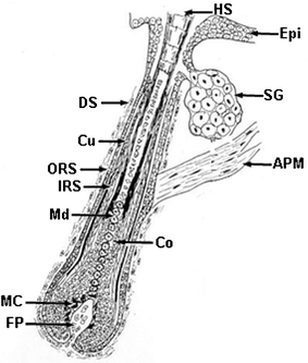 Cartoon of the longitudinal sectioned aspect of a growing human hair follicle. Key: Epi, epidermis; HS, hair shaft; SG, Sebaceous gland; APM, arrector pili muscle; DS, dermal sheath; Cu, cuticle; ORS, outer root sheath; IRS, inner root sheath; Md, medulla; Co, cortex; MC, melanocyte; FP, follicular dermal papilla.