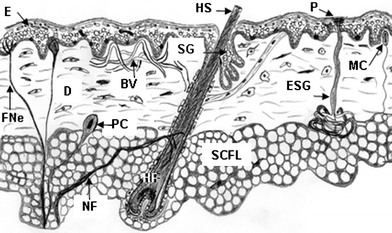 Cartoon of normal human skin showing epidermis (E), dermis (D), subcutaneous fat layer (SCFL), and skin appendages including hair follicle (HF) with hair shaft (HS), sebaceous gland (SG), eccrine sweat gland (ESG), Meissner's corpuscle (MC), Pacinian corpuscle (PC), blood vessels (BV), sweat gland pore (P), nerve fibre (NF), free nerve ending (FNe).