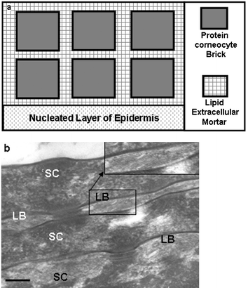 a) Schematic of the ‘brick and mortar’ view of the organization of the S. corneum, where the brick is represented by the protein-rich, lipid-poor, corneocyte and the ‘mortar’ by the lipid-rich, protein-poor, extra-cellular material. b) Transmission electron microscopy high-power view of the S. corneum (SC) of normal human skin showing the protein-rich corneocyte (SC) separated by the lipid-rich lamellar body/granules (LB). Scale bar = 0.15 µM.
