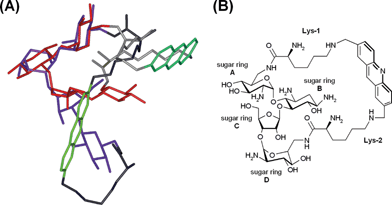 (A) Superimposition of the two solvent conformations of 9 as derived from NMR analysis (acridine system: light and dark green, lysine linker: light and dark grey, neomycin moiety: blue, L shaped and red, V-shaped). (B) Nomenclature of the structural elements of 9.