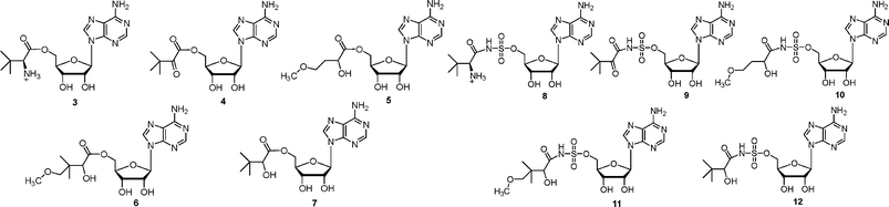 Analogues of pantoyl adenylate 2 described in this paper.
