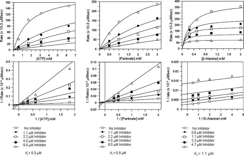 Steady state inhibition studies of E. coli pantothenate synthetase with inhibitor (2SR)-12, A) versus ATP, data were fitted to the equation for competitive inhibition, B) versus pantoate, data were fitted to the equation for competitive inhibition, C) versus
						β-alanine, data were fitted to the equation for uncompetitive inhibition. GraFit software (version 5.0.6, Erithacus Software Limited, http://www.erithacus.com/grafit/) was used to construct Michaelis–Menten plots of the kinetic data and to calculate Ki values for competitive inhibition.