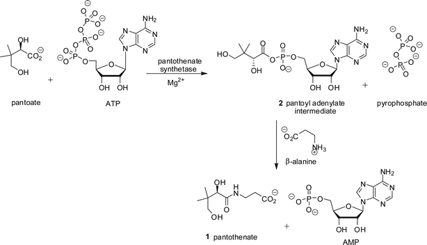 Reaction catalysed by pantothenate synthetase.