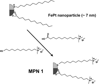 Structure of FePt (MPN 1) before and after place exchange.