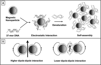 A) Magnetic nanoparticles assembled with DNA via electrostatic interaction. B) Schematic representation of magnetic dipole–dipole interaction between the nanoparticles before and after DNA assembly, showing partial denaturation of DNA during assembly.