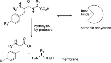 Carbonic anhydrase selectively protects those library members that bind to it from being hydrolysed.