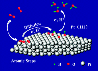 The atomic steps and Pt(111) facets cooperate in catalyzing oxygen reduction reaction.