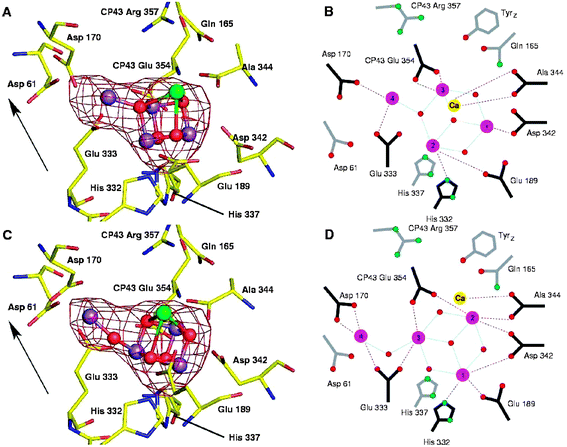 The water splitting site of PSII showing the Mn4Ca-cluster positioned within the Mn-anomalous difference map of Ferreira et al.39 (A) Based on the model of Ferreira et al. (39). (B) Schematic representation of the amino acid ligation pattern for model in (A) with distance less than 3 Å shown by connecting lines. (C) Remodelling the water splitting site using the native electron density maps of Ferreira et al.39 and Loll et al.40 and Mn-anomalous difference map of Ferreira et al.,39 keeping the Mn3CaO4 cubane of Ferreira et al. but with the fourth Mn linked to it via a single 3.3 Å mono-μ-oxo bridge (D) Schematic representation of the amino acid ligation pattern for model in (C) with distance less than 3 Å shown by connecting lines. The Mn-anomalous difference map is shown in red and contoured at 5σ with the fitting of the metal ions into this density by real-space refinement using the molecular graphics programme. Arrow indicates the direction of the normal to the membrane plane (taken from refs. 56 and 57).