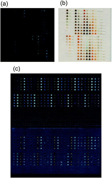Image of mixed-metal oxide spots printed on a FTO-coated glass substrate using an inkjet printer, which produced quantitatively predetermined mixtures of aqueous metal solutions that were then baked at 500 °C to form oxides. (a) and (b) Printed slides on a continuous FTO-coated glass substrate, as used for the photocurrent measurement setup. Panels (a) and (b) are images of the same slide, but a different background, for improved contrast in each image. (c) Image of the slide with a repeating pattern of five mixed-metal oxides, as described in the text. The upper image shows the slide after pyrolysis, and the bottom shows the slide after the FTO back-contact surface area had been coated with epoxy.
