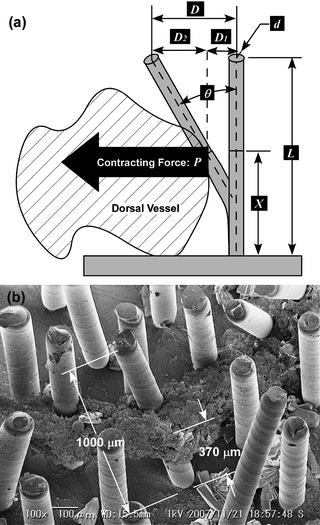 Estimation of the contracting force of a DV tissue. Parameters to calculate the driving force are shown in (a). X = 370 µm was obtained by (b) SEM observation of the micropillar which had been selected on the 2nd day.