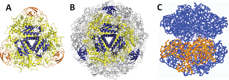 The structures of three well-characterized ureases. (A) K. aerogenesurease (PDB access code 1fwj) with UreA depicted in blue, UreB in orange, and UreC in yellow, together forming a (UreABC)3 structure. (B) H. pyloriurease (1e9z) with UreA (corresponding to a fusion of the two small subunits in the K. aerogenesenzyme) depicted in blue and UreB (analogous to UreC in the K. aerogenesprotein) shown in yellow for one (UreAB)3 unit, with three more (UreAB)3 units shown in gray included in the biologically relevant [(UreAB)3]4 structure. (C) Jack bean urease with one subunit (comparable to a fusion of all three K. aerogenes subunits) shown in gold in the otherwise blue hexameric protein (two trimers interacting in a face-to-face manner and shown after a 90 degree rotation compared to the other ureases). (Copied by permission of the International Union of Crystallography; http://journals.iucr.org/).