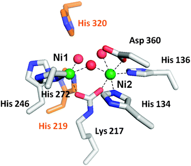 The urease active site. The active site of urease contains two nickel atoms (green) bridged by a carboxylated lysine and a hydroxyl group. Ni1 is also coordinated by two histidine residues and a solvent molecule, while Ni2 is coordinated by two histidines, an aspartic acid residue, and a water molecule. Waters are red, metal-binding side chains are shown with white carbon atoms, and two nearby histidine residues that function in catalysis are shown with orange carbon atoms.