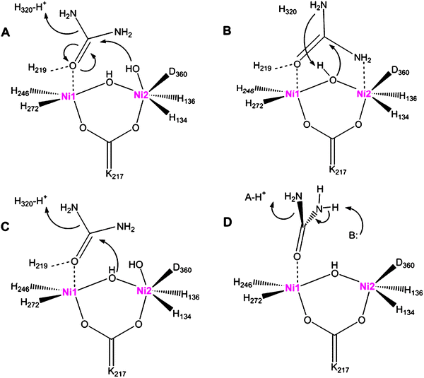 Proposals for the urease catalytic mechanism. (A) The hydroxyl group bound to Ni2 attacks urea, whose carbonyl group is polarized by coordination to Ni1, forming a tetrahedral intermediate that releases ammonia with His 320 (K. aerogenes numbering) acting as a general acid. (B) The bridging hydroxyl group attacks urea, bound with its carbonyl group coordinated to Ni1 and an amine interacting with Ni2, and the hydroxyl proton transfers to the released ammonia. (C) A merged mechanism in which the bridging water attacks the substrate, but with His 320 acting as a general acid. (D) Elimination mechanism to form a cyanic acid (OCN–H) intermediate that subsequently becomes hydrated (not depicted) to form carbamate. In all mechanisms, the carbamate spontaneously decomposes.