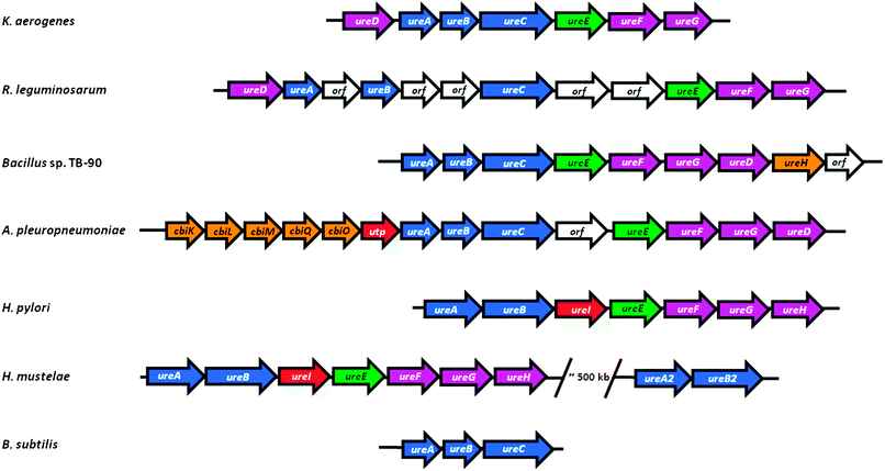 Organization of representative ureasegene clusters. The ureasegene cluster of K. aerogenes (ureDABCEFG) is compared to the gene organization found in selected other bacteria: R. leguminosarum, containing insertions of unidentified genes; Bacillus sp. TB-90, which repositions ureD and adds a likely nickel permease (ureH); A. pleuropneumoniae, which juxtaposes genes encoding a likely nickel transport (cbiKLMO) and urea permease (utp); Helicobacter species which fuse the two small structural subunits and add a proton-gated urea channel (ureI); H. mustelae containing a second, incomplete urease cluster; and B. subtilis that lacks urease accessory genes. Genes encoding urease subunits are shown in blue, the ureEgene encoding a metallochaperone is green, other urease accessory genes are purple, genes encoding proteins involved in nickel uptake are orange, those encoding proteins related to urea transport are red, and unknown genes are white. The sizes of the arrows do not accurately reflect the sizes of the genes.