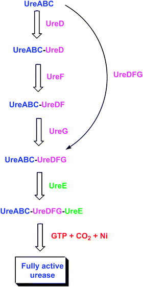 Postulated interactions among urease-related bacterial proteins. The ureaseapoprotein sequentially binds UreD, UreF, and UreG, and the in vitro activation properties exhibit differences in each apoprotein species. Alternatively, a preformed UreDFG complex may bind the apoprotein. Within the resulting complex, the UreDFG heterotrimer acts as GTP-dependent molecular chaperone to enhance exposure of the nascent active site. UreE interacts with the UreABC-UreDFG complex and delivers nickel ions, thus serving a metallochaperone role. Carbon dioxide is used to form the carboxy-lysine metal ligand, and GTP hydrolysis (occurring in UreG) drives the metallocenter assembly process to provide active urease, with release of all accessory proteins.