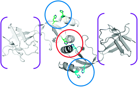 Structure of UreE. The structure of homodimeric K. aerogenes H144* UreE (PDB access code 1gmw), a truncated protein missing the C-terminal His-rich sequence, is depicted without metal ions. The central metal binding site (encircled in red) occurs at the subunit interface site and binds two nickel ions using, in part, His 96 residues from each subunit. Auxiliary metal binding sites (encircled in blue), involving the non-essential His 110 and His 112 residues, are presumed to donate nickel ions to the central site. When present, the C-terminal extension is also well positioned to provide nickel ions to the interfacial site. In addition to the metal-binding domain, a “peptide-binding domain” is present (in brackets) but is not essential for UreE function.