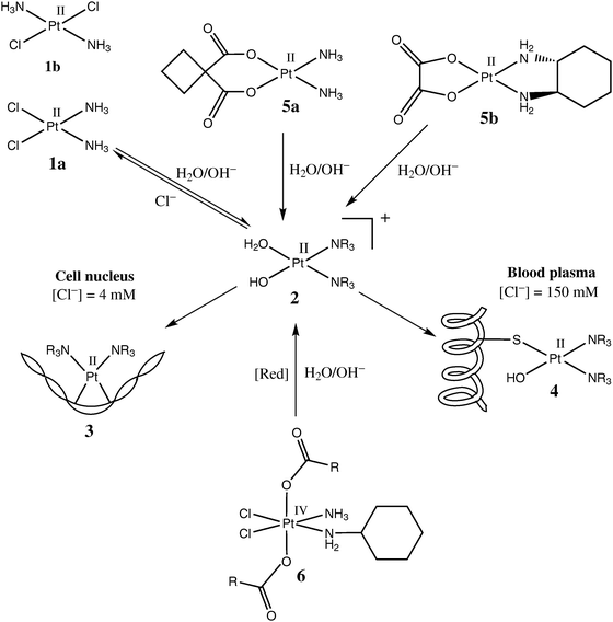 Commonly accepted mechanism of action of Pt anticancer drugs (based on the data from ref. 6).