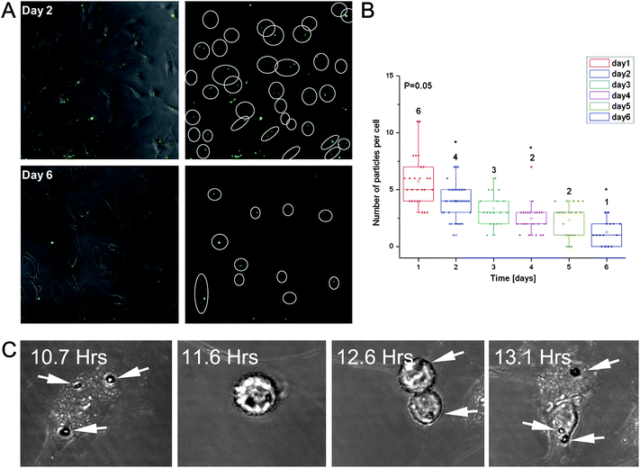 quantification of s1mps per cell during multiple mitotic events.