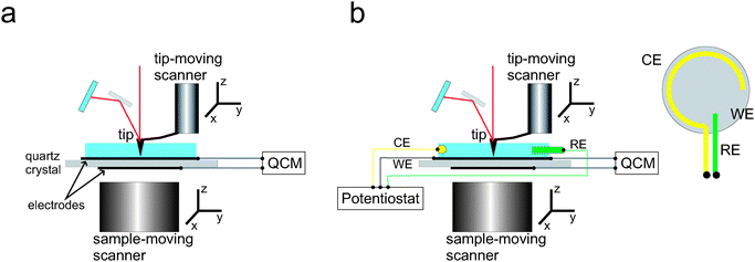 Scheme of the experimental setup. (a) Two-in-one: combined AFM and QCM; (b) Three-in-one: combined AFM, QCM and electrochemistry (also called electrochemical QCM or EQCM). The setup is compatible with either tip-moving AFM (tip on the scanner) or sample-moving AFM (sample on the scanner). RE refers to reference electrode, CE to counter electrode and WE to working electrode (substrate). Inset in (b): top-view of the substrate, showing the configuration and geometry of the electrodes.
