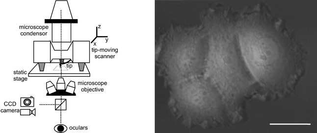 Left: Scheme of the combination of a transmitted light inverted optical microscope with the AFM. To ensure simultaneous optical and AFM imaging, the AFM tip is allowed to move in three dimensions on a static stage. Right: Optical and AFM image overlay of a breast cancer cell cluster (MCF7). Bar = 25 μm. Vertical scale of the AFM image from grey to white: 10 μm (author's contribution).