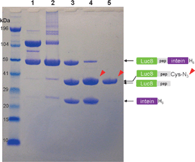 NuPAGE analysis of cysteine-N3 ligation by intein-mediated cleavage. Luc8-pep-GyrA protein (lane 1) was incubated with different thiol groups for 16 h at 4 °C: 10 mM Cys-N3 (lane 2), 20 mM MESA (lane 3), and 20 mM MESA/10 mM Cys-N3 (lane 4). The purified sample from lane 4 is displayed in lane 5. The reaction mixture was loaded into each well after mixing with lithium dodecyl sulfate (LDS) loading buffer in the absence of reducing agent. The arrows indicate the position of Luc8 protein fused with the Cys-N3. The molecular weight standard is displayed in the far left lane. Electrophoresis was carried out on 12% gel in bis (2-hydroxyethyl)amino-tris(hydroxymethyl)methane (Bis-Tris) buffer containing LDS for 45 min.