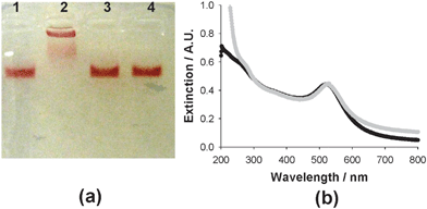 Click chemistry-based conjugation of Au– and Luc8-pep-N3: agarose (1.2%) gel electrophoresis (a) and UV-visible spectroscopy analysis (b). In agarose gel electrophoresis, Au– was subjected to different reaction conditions, where one of the components was removed in the reaction solution: without Luc8-pep-N3 (lane 1), without CuSO4 (lane 3), or without ascorbate (lane 4). The extinction graphs were displayed for Au– (black line) and for Luc8-pep-Au NP (gray line).