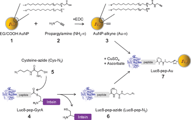 Conjugation of gold nanoparticles (Au NPs) with recombinant luciferase proteins via click chemistry and an intein-based ligation method.