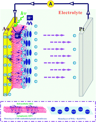 Model of the photoelectric response generation of the integrated bR/WO3·H2O/PVA membrane.