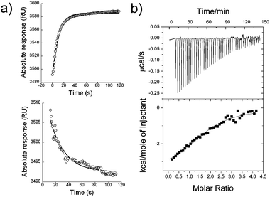 Kinetic analysis of mRec conformational transitions and ITC experiments at T = 25 °C. (a) SPR real-time monitoring of concerted Ca2+-binding/T to R conformational transition (upper panel) and Ca2+-dissociation/R to T relaxation (lower panel) for 12.7 μM immobilized mRec and 2.5 μM Ca2+. Ca2+ was injected for 120 s and the relaxation was followed for 120 s after injection, in which only decalcified buffer was flowed over the sensor chip. The first points (4 to 10 s) of both phases are omitted by the fitting due to detection mechanical limitations (see Fig. S1, ESI) and the time-scale in each panel has been adjusted for the sake of fitting. Data were fitted (black lines) according to a simple concerted model, which separately considers the dissociation/relaxation (koff) and the association/conformational change processes (kon). The obtained kinetic parameters for this example are koff = 4.3 × 10−2 s−1 and kon = 19 × 104 M−1 s−1. Mean and standard deviations for kinetic parameters were assessed from 11 different experiments in which [Ca2+] varied from 1.58 μM to 14 μM and injection/dissociation times were varied in the 120–240 s range. (b) Conformational changes and Ca2+-binding in mRec monitored by ITC. Repetitive injections of 5 μl, 0.5 mM Ca2+ into 19.8 μM mRec dissolved in decalcified buffer. The heat response is shown in the upper panel and the heat-per-mole injectant in the lower panel. Data were fitted to a single set of Ca2+-binding sites, which in this example led to 1.77 ± 0.07 binding sites, KappA = (1.1 ± 0.2) × 105 M−1, ΔH = −3.6 ± 0.2 kcal mol−1 and apparent ΔS = +11 cal mol−1 K−1.