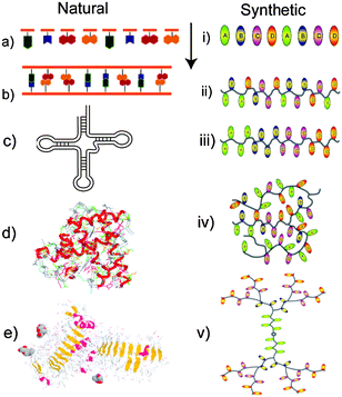 Structures of natural and synthetic polymers. Monomer units (a, i) can be assembled into defined (b) or random (ii) sequences. Further complexity is possible via regions of self-complementarity as in t-RNA (c), or in block copolymers (iii). Cross-linking of polymer chains occurs in both natural polymers via S–S links in proteins (d) or in network polymers (iv). Combinations of blocks with complex architectures can be found in glycoproteins (e) and dendrimers (v).