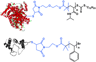 Polymer–protein hybrids grown via RAFT and ATRP techniques from cysteine–maleimide linkers.