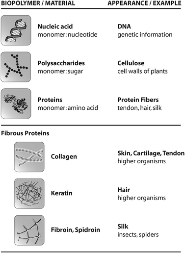 Overview of common biopolymers, their appearance in nature, and selected fibrous proteins.