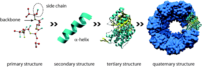 The hierarchical structure of proteins. The primary structure is defined by the sequence of amino acid residues and is responsible for subsequent folding processes. The secondary structure describes local conformations, e.g. α-helices or β-sheets. The spatial three-dimensional arrangement of an individual protein is its tertiary structure. Several proteins can interact to form quaternary structures (functional multimers).