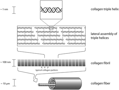 Organization of a collagen fiber. Three collagen monomers form a left-handed triple helix. These triple helices assemble to yield collagen fibrils that in turn align to form a mature collagen fiber.