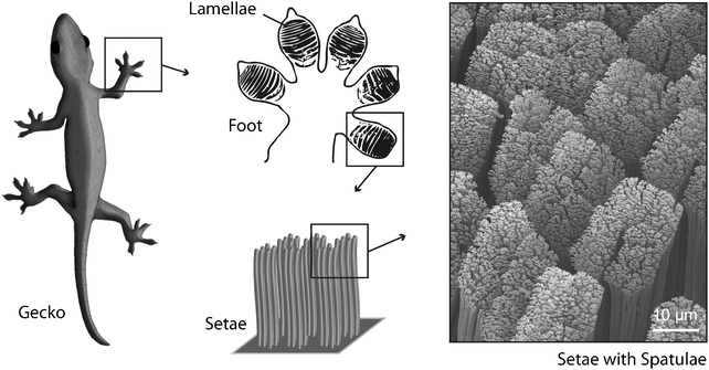 Gecko toes show a lamellar structure. The lamellae consist of keratinaceous filaments (setae) that split into finer, knob-like structures (spatulae) at their ends. This hierarchical organization enables extended van der Waals interactions between toes and substrate.