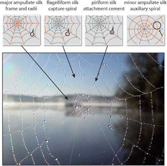 Spider orb-web with dewdrops. At least four different types of silk are used to construct this complex structure.