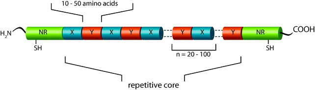 Model of MAS primary structure. The protein core comprises iterated repeats of characteristic consensus motifs (X,Y). A consensus motif is typically built of 10–50 amino acid residues and is repeated up to 100 times. The repetitive core is flanked by amino- and carboxy-terminal domains with unique non-repetitive primary structures, each harboring a cysteine residue involved in intermolecular disulfide bridge formation.