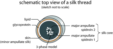 Core–skin structure of a silk thread. The proteinaceous core is subdivided into two distinct parts. A skin made of MIS surrounds a region where inhomogenously distributed MaSp2 clusters are embedded within the homogenous MaSp1 phase. The core is covered by a glycoprotein and a lipid-like layer.