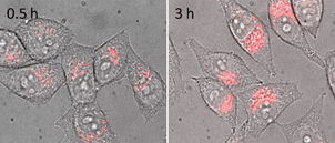 Merged bright-field and time-resolved luminescence microscopy of HeLa cells incubated 0.5 and 3 h with 200 mM {Eu2(50b)3}. Adapted from ref. 455.