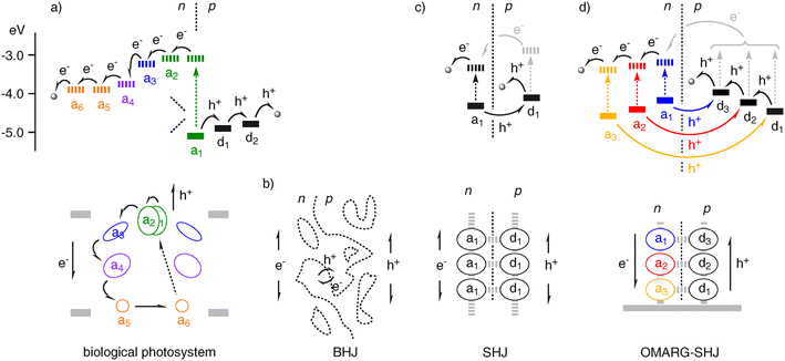 Energetics (top; solid, HOMO; dashed, LUMO) and architectures (bottom) of electron (e−; a, electron acceptors) and hole (h+; d, electron donors = hole acceptors) transfer cascades to the final destinations (e.g., electrodes; grey circles in a, d) in (a) biological photosystems (a1/a2, chlorophyll special pair; a5/a6, ubiquinone), (b) BHJs in organic solar cells, (c) SHJs, and (d) OMARG-SHJs. In OMARG-SHJs, excitation of acceptors an of different color can be followed by donor–acceptor n/p-charge separation and electron and hole transfer down antiparallel redox gradients toward their final destination; donor excitation followed by electron (rather than energy) transfer to acceptors an (grey) leads to the same situation and is thus additive.