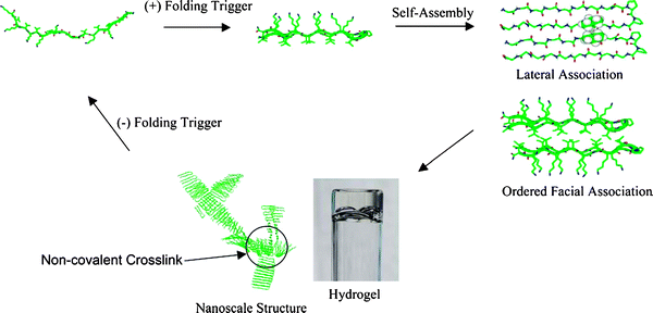 Environmentally triggered folding, self-assembly and non-covalent fibril crosslinking leading to hydrogel formation. Crosslinks are formed by the irregular facial self-assembly of hairpins. Reproduced from ref. 26 With kind permission from Springer Science + Business Media.