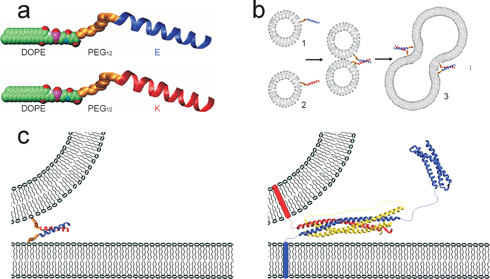 (a) Space-filling model of the lipidated oligopeptides LPE and LPK, consisting of a DOPE tail linked through a PEG12 spacer to the coiled-coil-forming oligopeptides E and K. The amino acid sequence of E is G(EIAALEK)3-NH2, and that of K is (KIAALKE)3GW-NH2. (b) The spontaneous incorporation of the DOPE tail in lipid bilayers results in liposomes decorated with either E or K peptides at the surface. When a liposome population carrying LPE (1) is mixed with a liposome population carrying LPK (2), coiled-coil formation (E/K) initiates liposome fusion (3). (c) Comparison of the minimal model (left) with the SNARE-protein-based model (right). Copyright Wiley-VCH Verlag GmbH & Co. KGaA. Reproduced with permission from ref. 66.