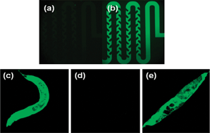 Fluorescence images of 19 in the absence (a) and presence of cyanide (b). Fluorescence images of the nematode C. elegans exposed to sensor 8 only (c), with Cu2+ (d), with Cu2+ and cyanide (e).