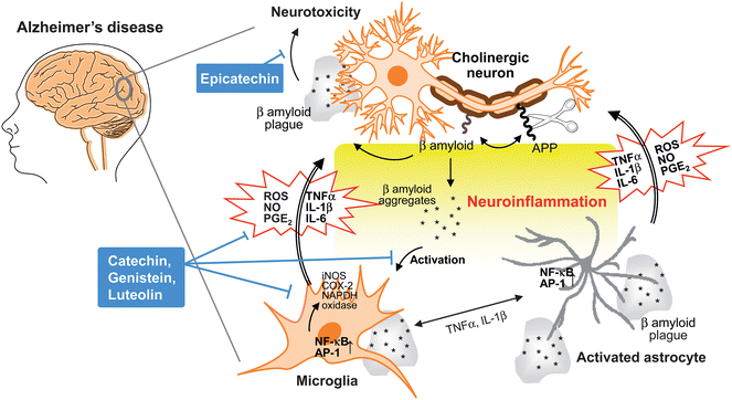 Neuroinflammation in Alzheimer's disease. During the development of Alzheimer's disease, β amyloid peptide is produced by cleavage of amyloid precursor protein (APP), aggregates and accumulates as β amyloid plaques. Both aggregates and plaques cause neurotoxicity or activation of microglia through up-regulating NF-κB and AP-1 transcription factors, which in turn release ROS and pro-inflammatory cytokines such as NO, PGE2, IL-1, IL-6, and TNF-α that damage cholinergic neuron. These pro-inflammatory cytokines also directly activate astrocytes that also produce cytokines to amplify inflammatory signals and result in neuroinflammation and neurodegeneration. Flavonoids act through avoiding β amyloid induced-neuron injury and death, modulation of pro-inflammatory cytokines and ROS production as well as inhibiting the activation of microglia and astrocyte as neuroprotective mechanisms.