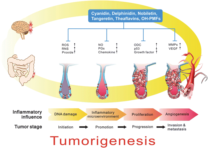 Role of inflammation in cancer development. Chronic inflammation is a critical component of tumor promotion and progression, including colorectal, gastric, pancreas, lung, bladder, hepatocellular, ovary, skin and esophageal cancers. In colonic tumorigenesis, inflammatory stimulation, inflammatory cells are recruited and production of pro-inflammatory cytokines and diverse ROS and RNS that induction of genetic change, enhanced malignant transformation and proliferation of initiated cells. Subsequently, as tumor tissue formation, inflammation also promotes development of cancer by creating an inflammatory microenvironment. The inflammatory and immuosuppressive cytokines and chemokines secreted from these cells not only promote proliferation, angiogenesis, invasion and metastasis but also suppress the host's immune system and facilitates tumor growth and development.